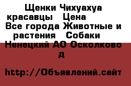 Щенки Чихуахуа красавцы › Цена ­ 9 000 - Все города Животные и растения » Собаки   . Ненецкий АО,Осколково д.